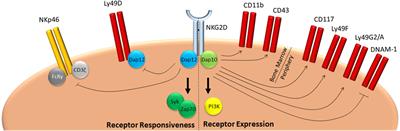 NKG2D: A Master Regulator of Immune Cell Responsiveness